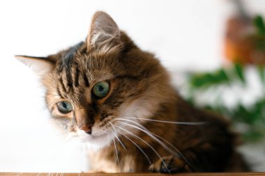 Sevimli kedi yeşil bitki dalları altında oturan ve ahşap üzerinde rahatlatıcı