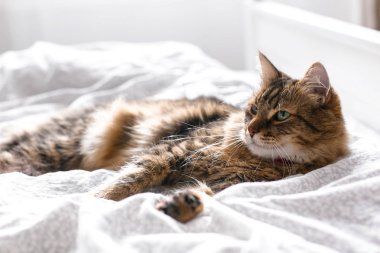 Güneşli parlak şık odada beyaz yatakta rahatlatıcı sevimli kedi. Mai