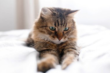 Güneşli parlak şık odada beyaz yatakta rahatlatıcı sevimli kedi. Mai