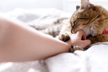 Maine coon kedi beyaz yatakta yatan ve güneşli sahibi nin elini ısırma