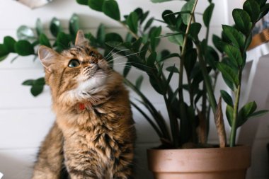 Zamioc komik duygularla bakan yeşil gözlü Maine coon