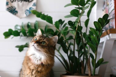 Sevimli kedi yeşil bitki dalları altında oturan ve ahşap üzerinde rahatlatıcı