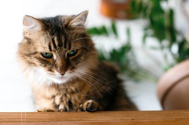 Yeşil gözlü Maine coon komik kızgın duygular ile bakarak