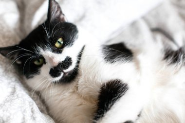 Bıyıklı sevimli kedi yatarken ve yatakta dinlendirici. Komik siyah bir