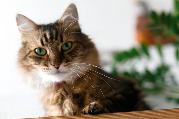 Maine coon with green eyes looking with funny angry  emotions at — Stock Photo, Image