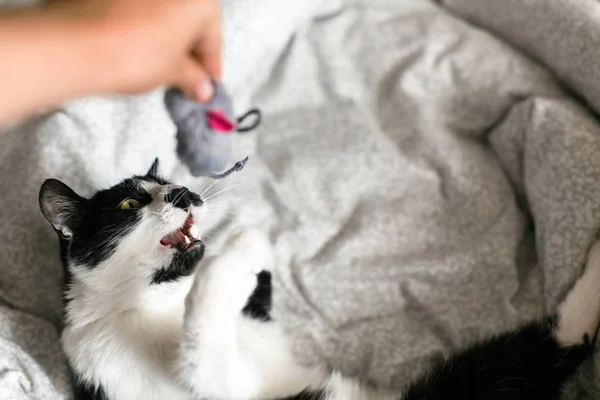 Gato preto e branco bonito com bigode brincando com o brinquedo do mouse i — Fotografia de Stock