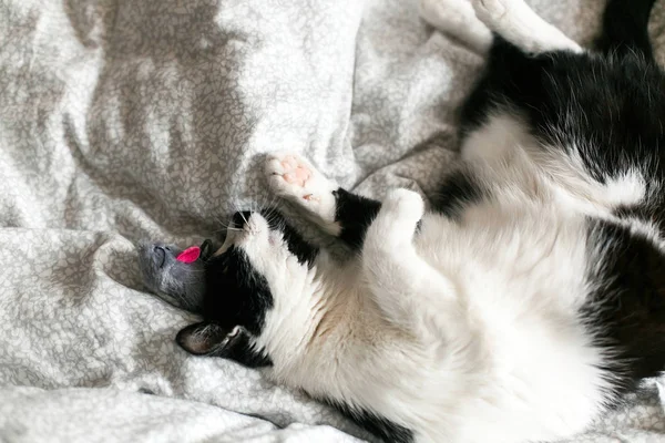 Симпатичная черно-белая кошка с усами, играющая с мышиной игрушкой — стоковое фото