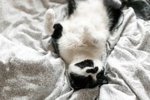 Lindo gato perezoso acostado en la cama blanca. Dulce gatito blanco y negro wi —  Fotos de Stock