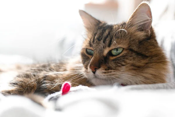 Gato bonito brincando com brinquedo do mouse na cama branca em ensolarado elegante ro — Fotografia de Stock