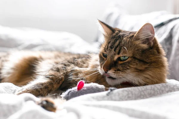 Симпатичная кошка, играющая с игрушкой из мыши на белой кровати в солнечном стильном Ро — стоковое фото
