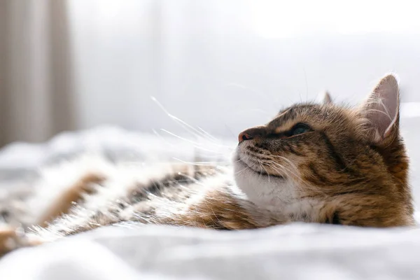 メインクーン猫は、日当たりの良い明るいsで白いベッドの上に横たわってリラックス — ストック写真