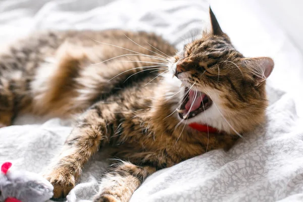 Maine coon gato brincando com brinquedo do mouse e bocejando na cama branca i — Fotografia de Stock