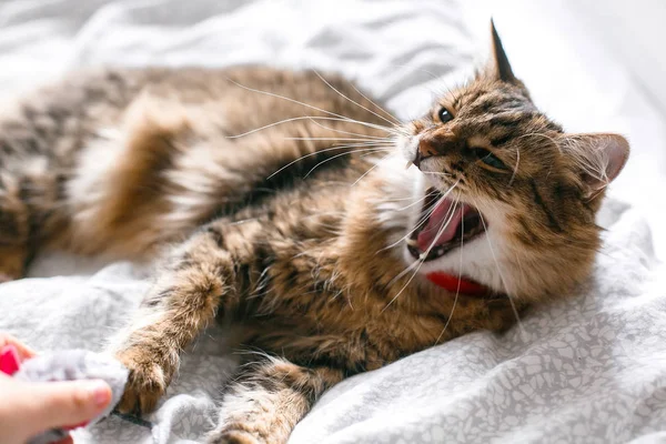 Maine coon cat playing with mouse toy and yawning on white bed i