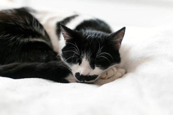 Słodki czarno-biały kot odpoczynku na łóżku, spanie w godzinach porannych. S — Zdjęcie stockowe