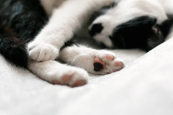 Cute kitty adorable sleeping on white bed, paws closeup. Sweet b — Stock Photo, Image