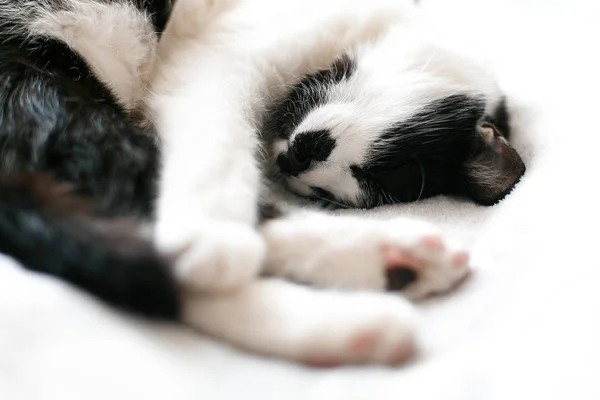 Lindo gatito adorable durmiendo en la cama blanca. Dulce blanco y negro —  Fotos de Stock