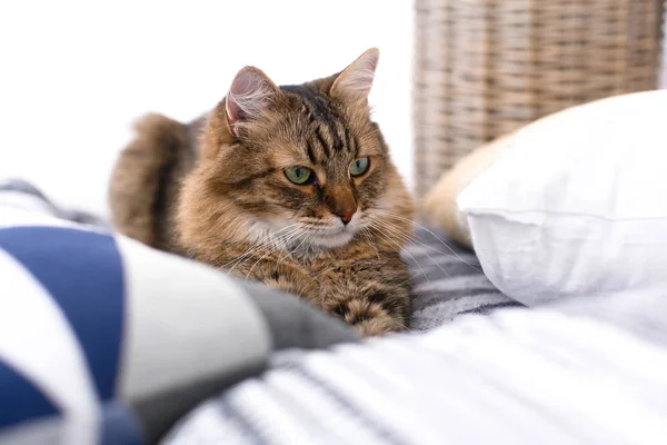 Uroczy kot siedzi wśród poduszek i relaks w oknie w stylowe — Zdjęcie stockowe