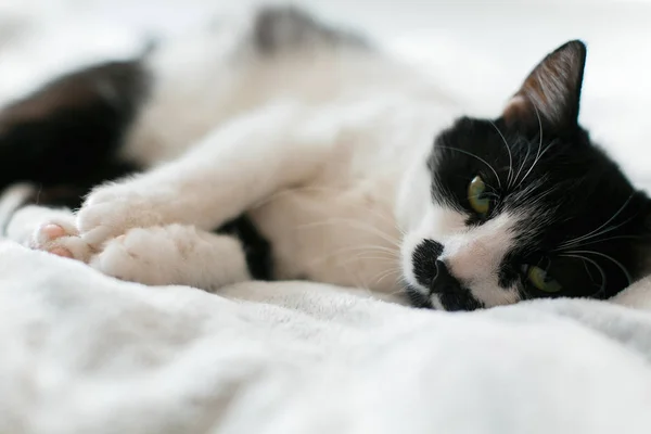 Süße schwarz-weiße Katze mit Schnurrbart auf dem Bett liegend, schlafend — Stockfoto