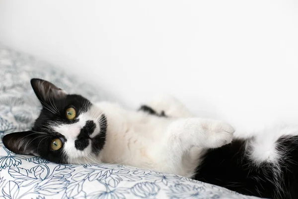 Γλυκό μαύρο και άσπρο γάτα με μουστάκι που αναπαύεται στο κρεβάτι στο morni — Φωτογραφία Αρχείου