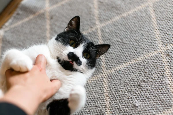 Cute cat lazy lying on stylish rug in the kitchen, top view. Swe — Stock Photo, Image