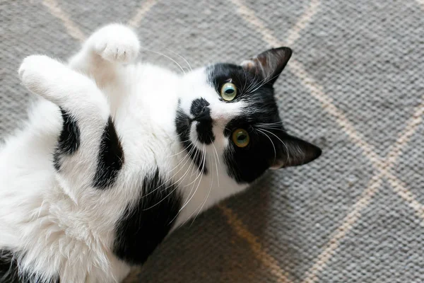 Mignon chat paresseux couché sur un tapis élégant dans la cuisine, vue sur le dessus. Swe ! — Photo