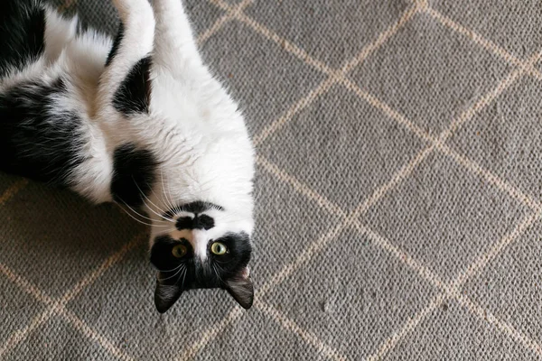 Χαριτωμένο γάτα τεμπέλης βρίσκεται σε κομψό χαλί στην κουζίνα, κορυφή θέα. Swe — Φωτογραφία Αρχείου