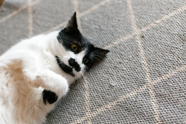 Süße Katze faul auf stilvollem Teppich in der Küche liegend, Draufsicht. swe — Stockfoto