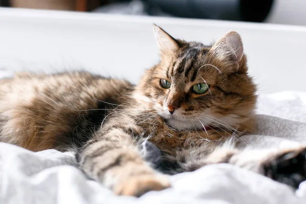 Maine gatto procione sdraiato e rilassante sul letto bianco in sole luminoso s — Foto Stock