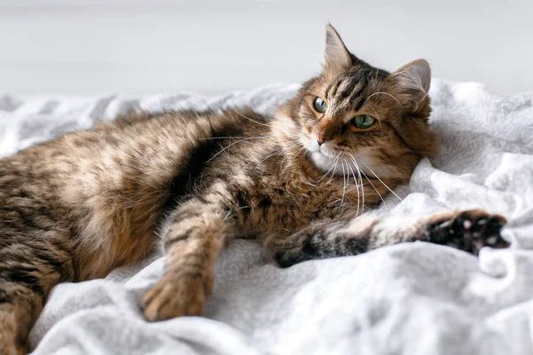 메인 쿤 고양이 거짓말과 맑은 밝은 s에서 흰색 침대에 휴식 — 스톡 사진