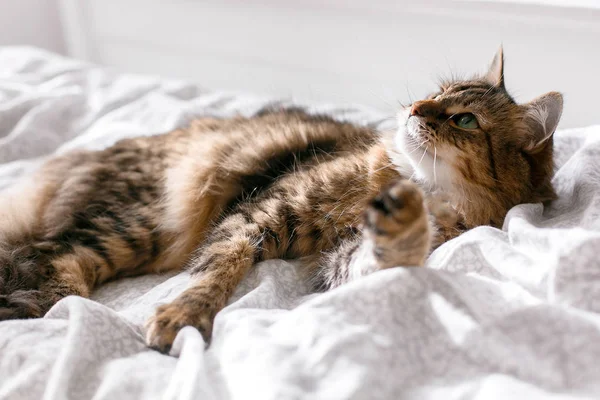 Maine coon cat lying and relaxing on white bed in sunny bright s — Stock Photo, Image