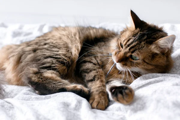 Maine coon chat jouer avec jouet de souris sur lit blanc en styl ensoleillé — Photo