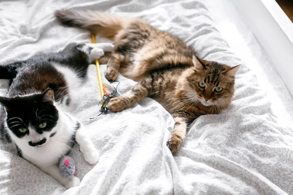 Dois gatos bonitos brincando com brinquedos e mouse na cama branca em ensolarado — Fotografia de Stock