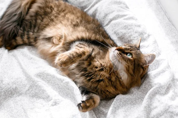 Maine Coon Katze liegt und entspannt auf weißem Bett in sonnigem Licht — Stockfoto