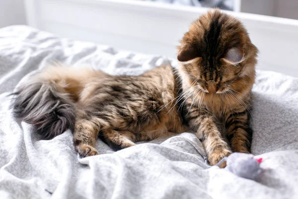 Maine gatto bozzolo che gioca con il giocattolo del mouse sul letto bianco in styl soleggiato — Foto Stock