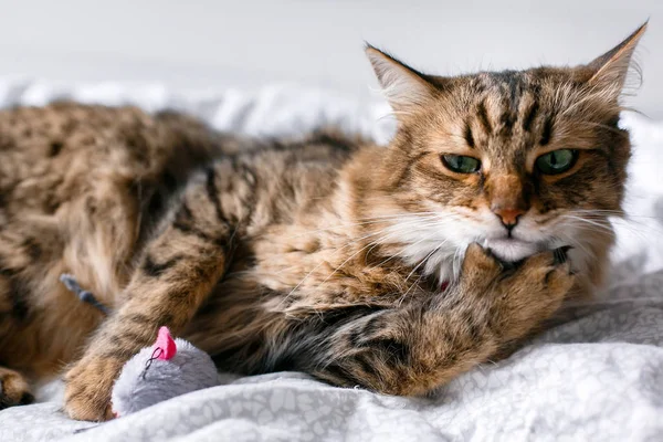 Мейн Кун кіт грає з мишею іграшки та догляд на білому ліжку — стокове фото
