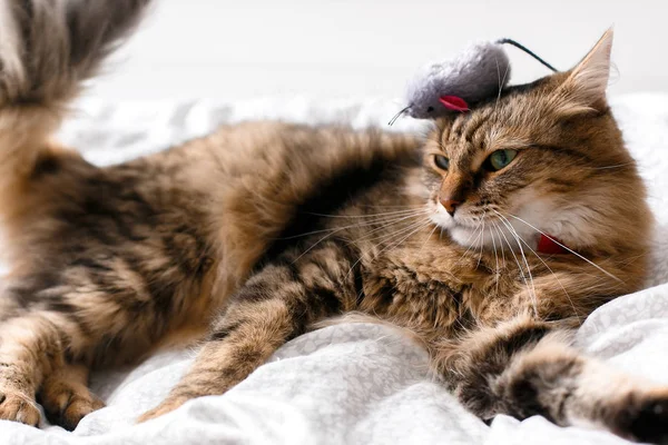 Maine coon cat brincando com brinquedo do mouse na cama branca em styl ensolarado — Fotografia de Stock