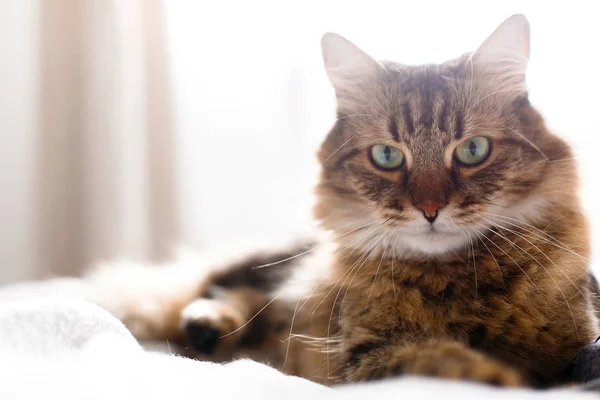 Gato bonito relaxante na cama branca no quarto elegante brilhante ensolarado. Mai. — Fotografia de Stock