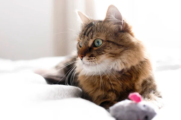 Maine coon chat jouer avec jouet de souris sur lit blanc en styl ensoleillé — Photo