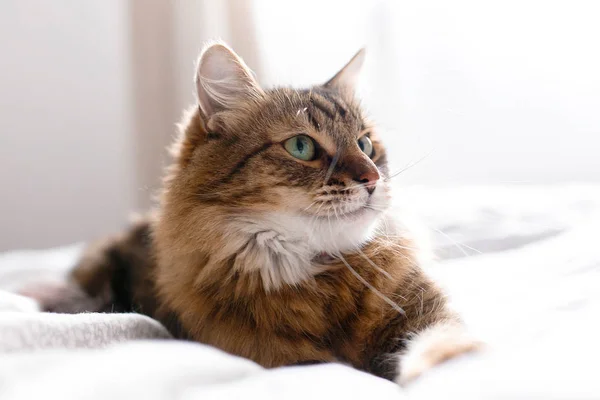 Schattige kat ontspannen op wit bed in zonnige lichte stijlvolle kamer. Mai — Stockfoto