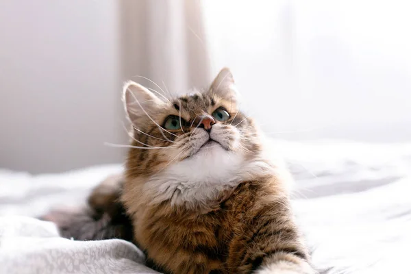 Schattige kat ontspannen op wit bed in zonnige lichte stijlvolle kamer. Mai — Stockfoto