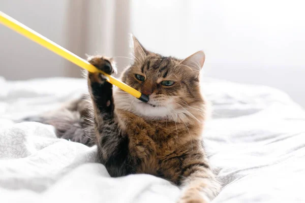 Maine coon gato jugando y mordiendo juguete en la cama blanca en estilo soleado —  Fotos de Stock