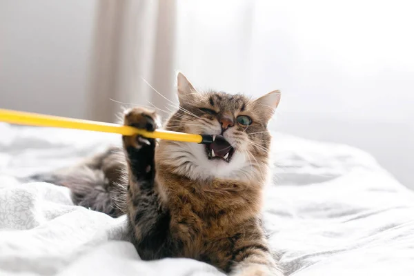 Maine coon gato jogando e mordendo brinquedo na cama branca em styl ensolarado — Fotografia de Stock