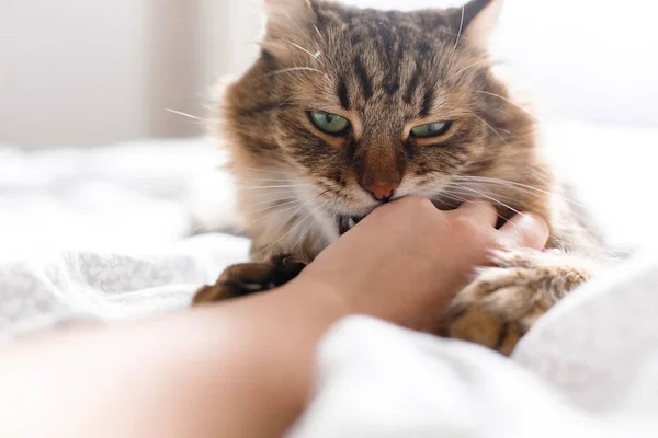 Maine Coon Katze liegt auf weißem Bett und beißt Besitzerin Hand in sonnige — Stockfoto