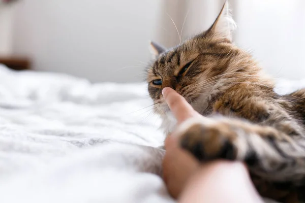 Maine coon cat lying on white bed and biting owner hand in sunny — Stock Photo, Image