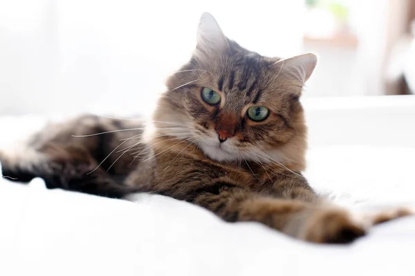 Maine coon cat lying and relaxing on white bed in sunny bright s — Stock Photo, Image