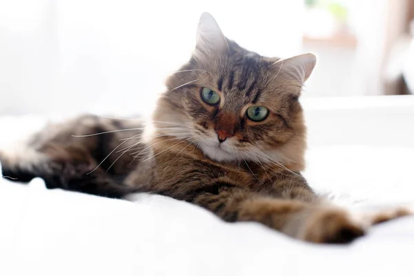 Maine coon gato deitado e relaxante na cama branca em sol brilhante s — Fotografia de Stock