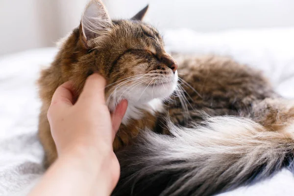 Maine Coon katt liggande på vita sängen och få bilar från ägare i — Stockfoto