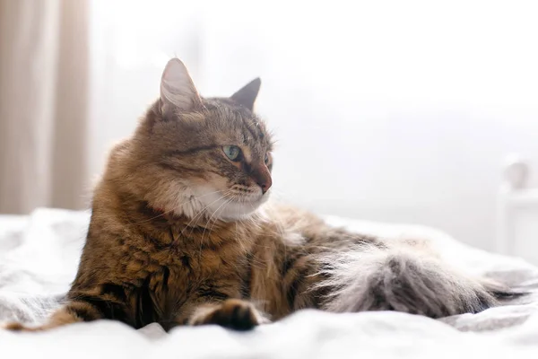 Roztomilá kočka relaxační na bílém lůžku v slunném, elegantním pokoji. Mai — Stock fotografie