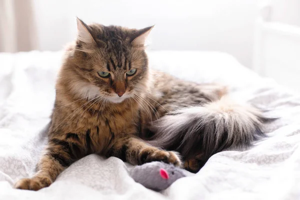 Mignon chat jouer avec souris jouet sur blanc lit dans ensoleillé élégant ro — Photo