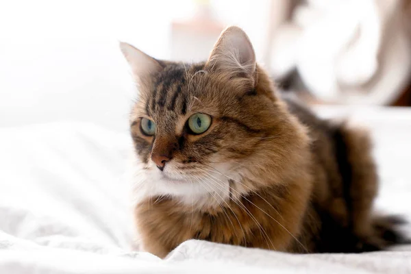 Chat mignon relaxant sur lit blanc dans une chambre élégante ensoleillée et lumineuse. Mai — Photo